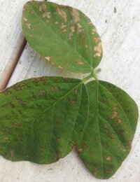 大豆 枝豆 の葉裏が赤くなり次第に枯れて葉が落ちてしまう。 : 野菜作り失敗の傾向と対策