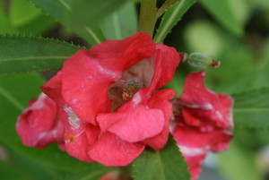 ホウセンカの実がなったあとなんですが、そのとき、葉っぱは枯れてしま- Yahoo!知恵袋