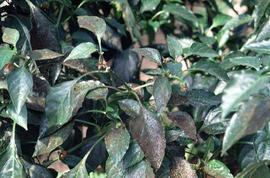 ピーマン・シシトウ 害虫: こうち農業ネット