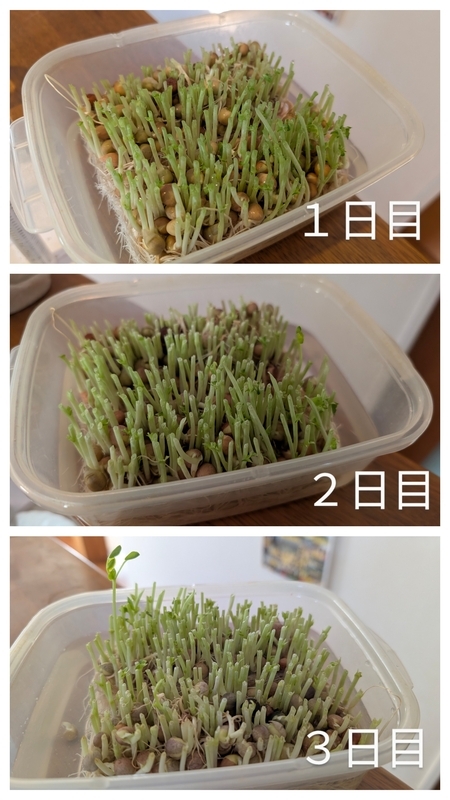 豆苗を育てています - 気ままに生きるきさらぎの暮らし