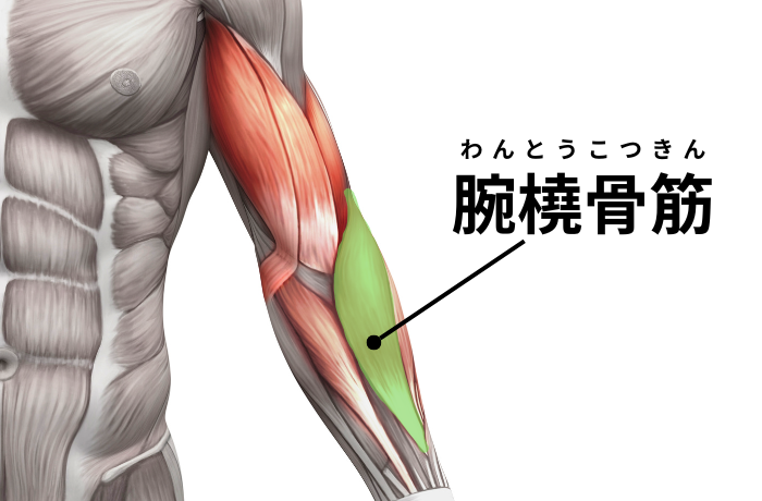 腕橈骨筋 わんとうこつきんの起始と停止・作用と神経支配機能解剖日本ストレッチング協会