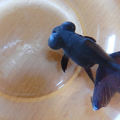 観賞魚用メチレンブルー液＜観賞魚,金魚,錦鯉,淡水性熱帯魚,アクアリウム＞観賞魚用器具類・薬品キョーリン Hikari