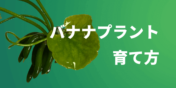 バナナプラントの収穫！販売！│メダカ屋・猫飯 ねこまんま稻田魚 Oryzias killifish