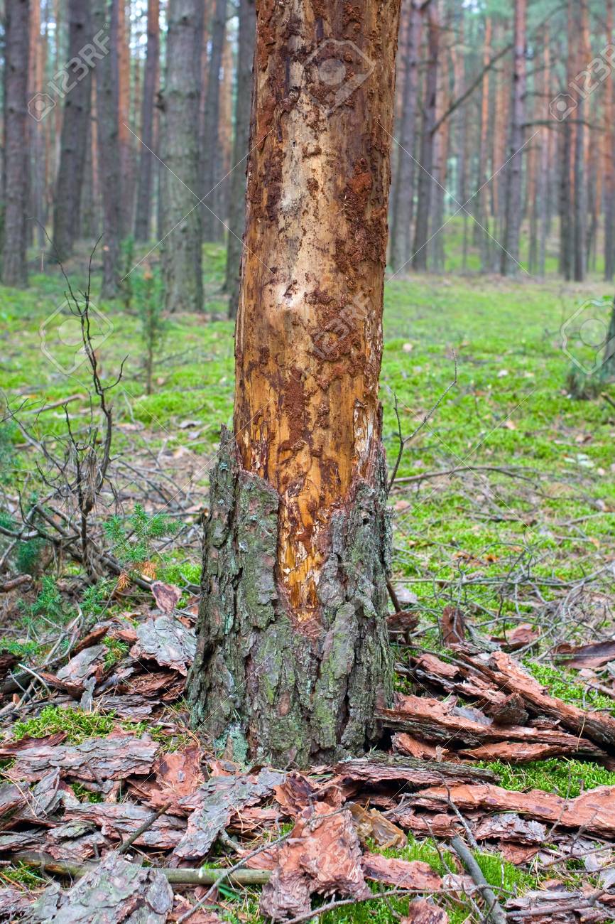 朽ちた木の幹と風化した木材イラスト素材透過、PNGフリー画像ダウンロード - Pngtree