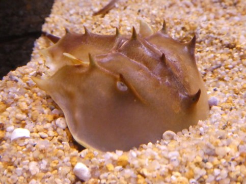 カブトガニ その血液はリットル約156万円の価値だったようです