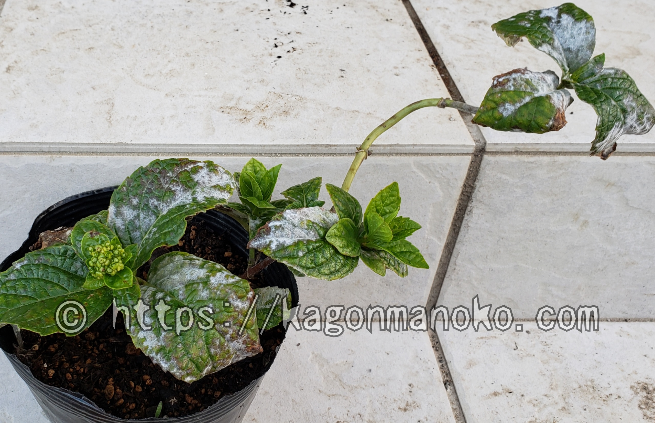 スナップエンドウのうどんこ病 - 農業屋