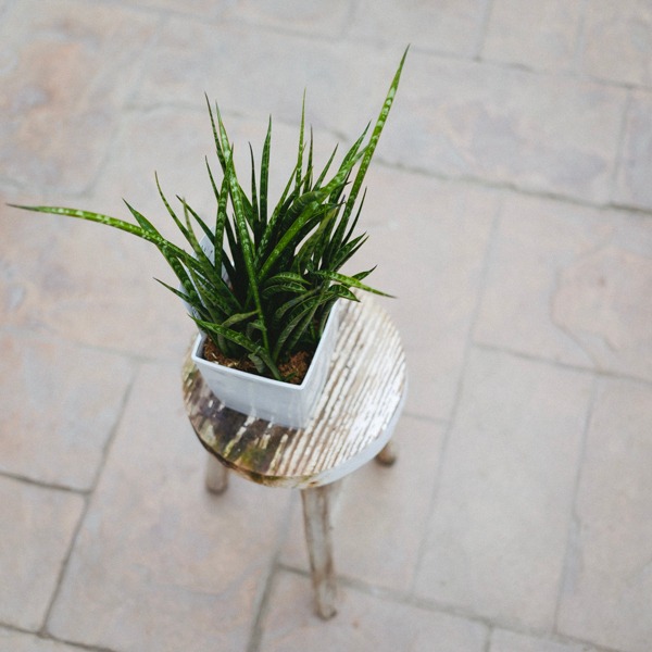 サンスベリアで運気アップトイレに置く効果と風水ポイント観葉植物のある暮らし