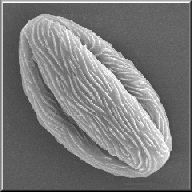 森は死しても花粉を残す