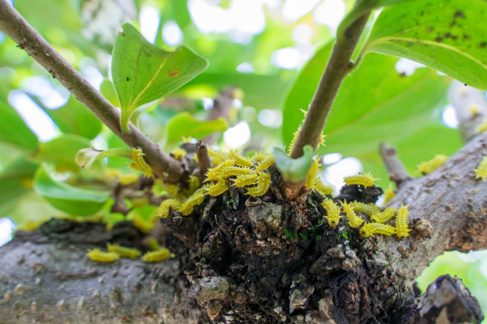 イラガ」に注意用務レンジャ