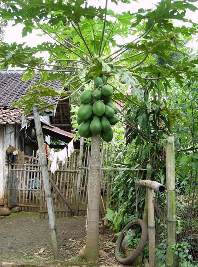 バリ島の漢方薬ジャムウの買い方と飲み方 毎日飲んで健康になろう