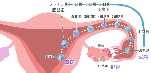 加齢卵子への不妊治療法開発に期待プレスリリース沖縄タイムス＋プラス