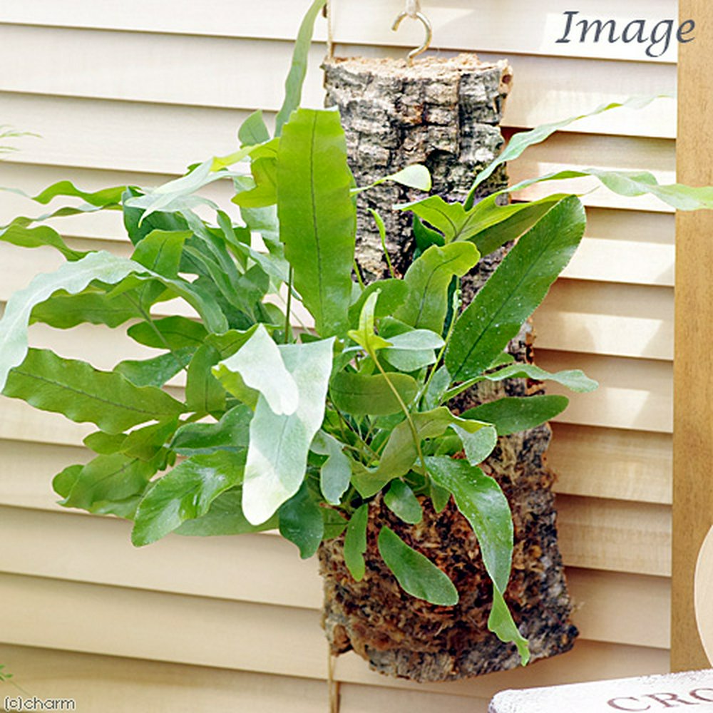 フレボディウム ダバナ先月購入しました。3週間だったぐらい 園芸相談Q＆Aみんなの趣味の園芸