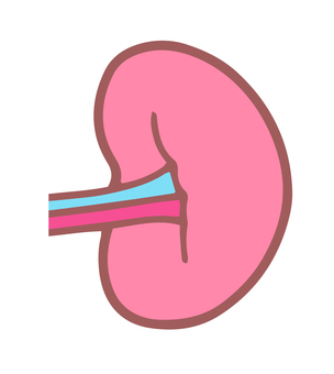 肝臓 心臓 イラスト 脾臓 肺イラスト画像とPSDフリー素材透過の無料ダウンロード - Pngtree