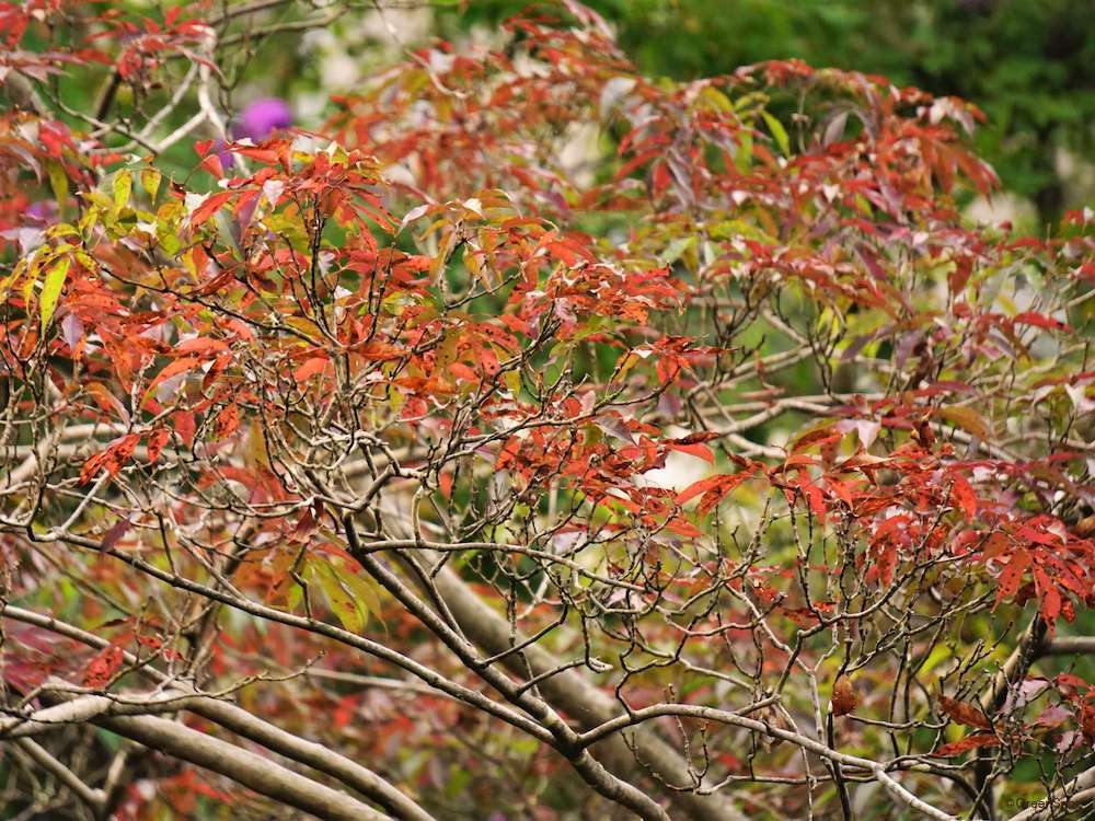 アオダモ コバノトネリコ はシンボルツリーに人気の庭木！ 特徴や育て方、メリット・デメリットは？GardenStoryガーデンストーリー