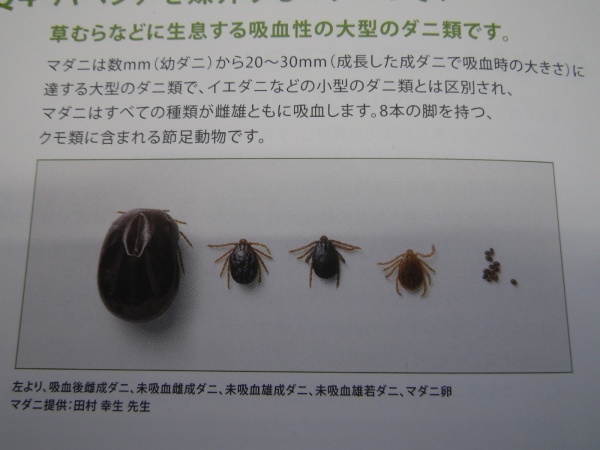 生態と種類を知るダニウルトラ害虫 がいちゅう 大百科KINCHO