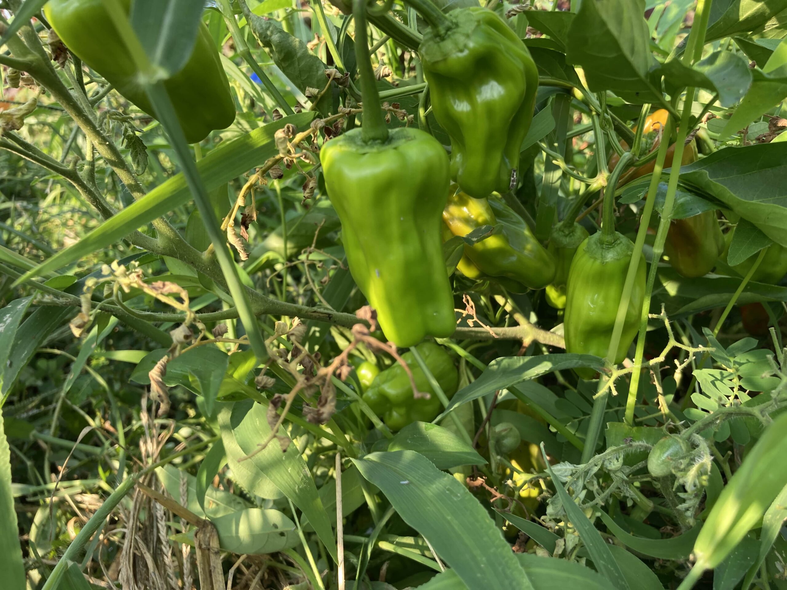 ピーマンの育て方初心者でも簡単！プランターでもたっぷり収穫できる方法をご