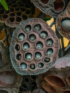 ハスコラ麹プロテイン powered by BASE