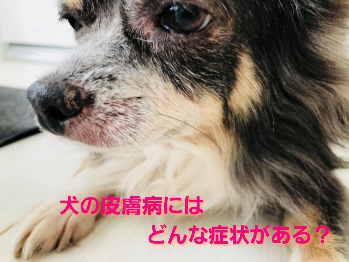 Amazon3個セット ネオスキン-S 犬猫用 50g 動物用医薬品現代製薬かゆみケア 通販