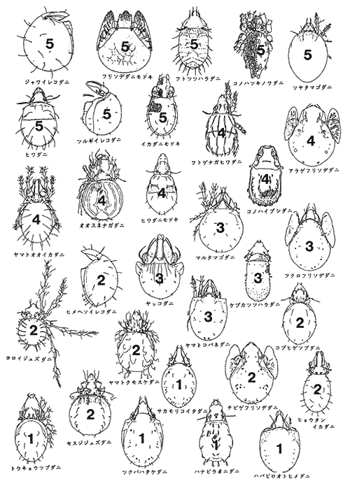 ダニ類による感染症 Q2 - 皮膚科Q＆A 公益社団法人日本皮膚科学会