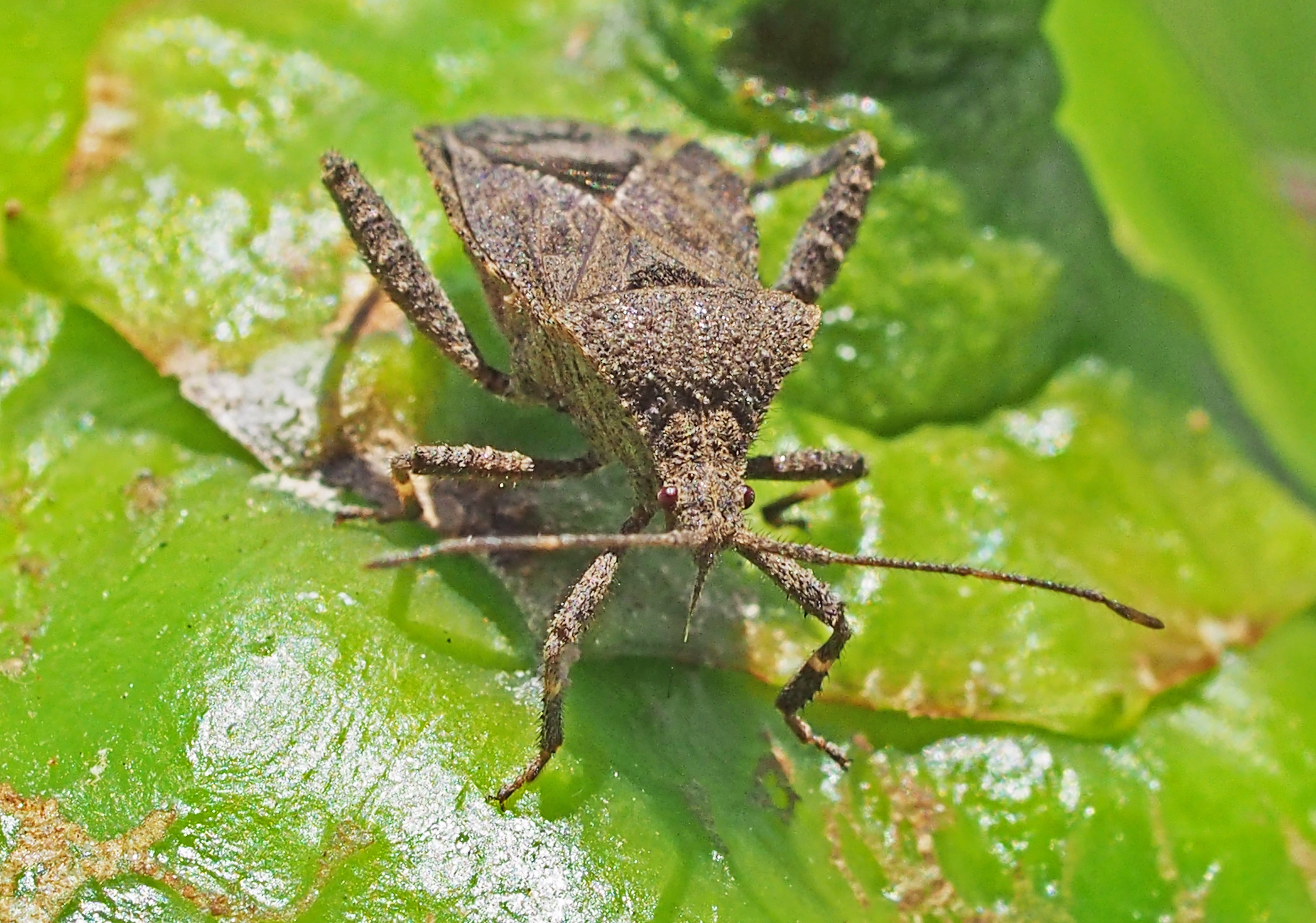 ピーマン疫病農業害虫や病害の防除・農薬情報病害虫・雑草の情報基地全国農村教育協会