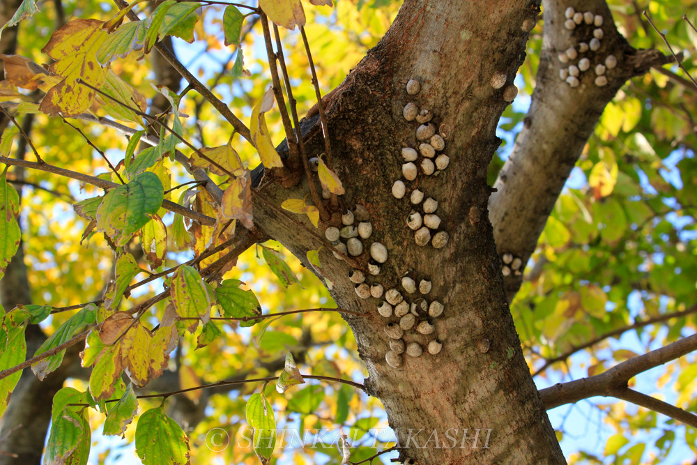 イラガの症状と対策を解説病気と害虫の話みんなの趣味の園芸 NHK出版