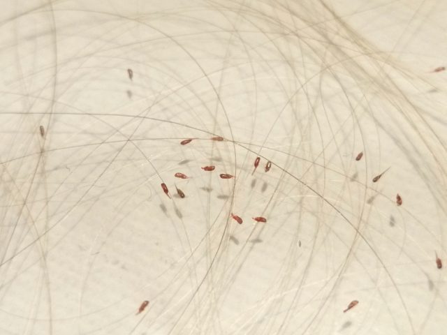 シラミ症 – 壱岐動物病院