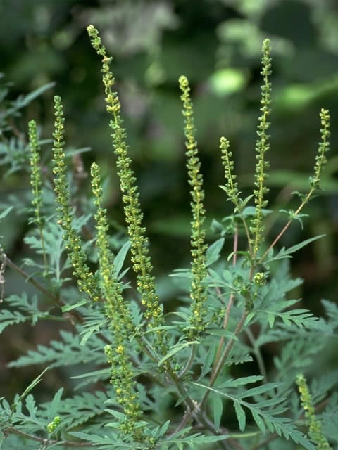 セイタカアワダチソウ ブタクサに似ていますが ブタクサは秋の花粉症ですが、セイタカアワダチソウは花粉の原因ではないんです