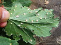 アネモネ ワイルドスワンと秋明菊の葉っぱの裏側に黒いカビの 園芸相談Q＆Aみんなの趣味の園芸