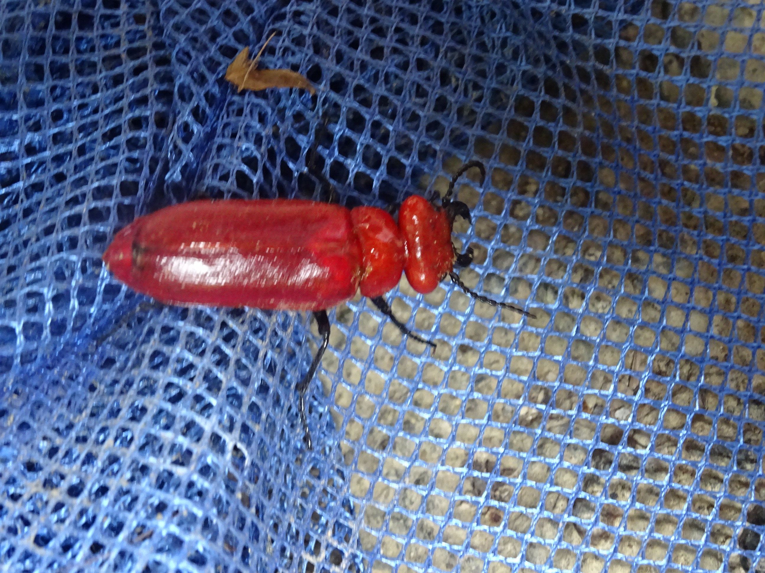 ヒラズゲンセイ 6月 不明- シロアリ 白蟻 駆除業者検索サイト、ホウ酸 処理、アメリカカンザイシロアリ対策 シロアリポリス