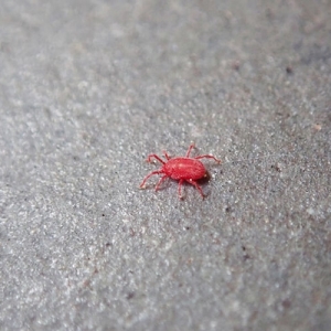 閲覧注意 ガチ！アリ大量発生