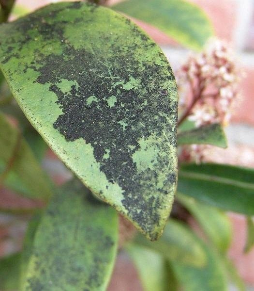 すす病とは？すす病が発生する原因と対策について - For your LIFE