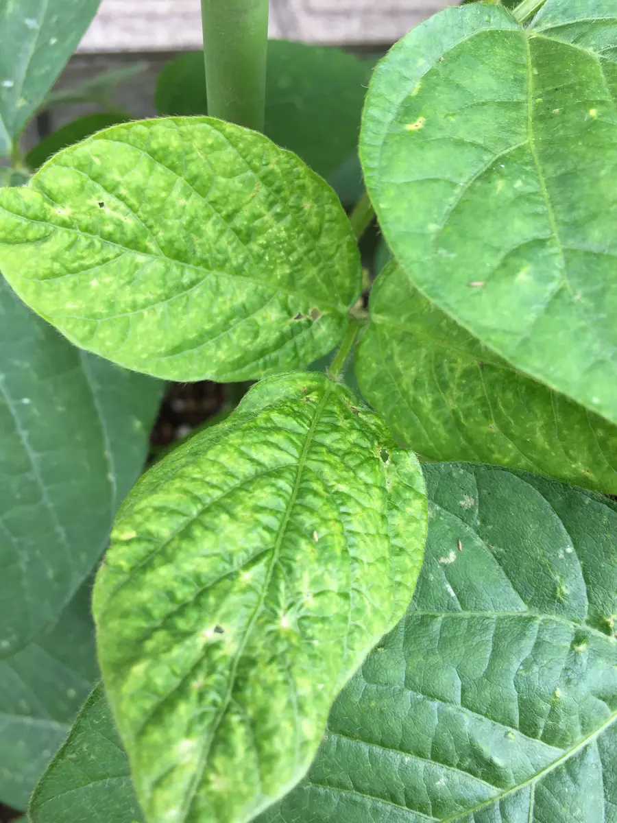 枝豆の葉っぱに錆びのような斑点が 初心者が枝豆をプランターで栽培してみた④