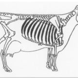 胸壁と縦隔の構造とはたらき 家庭の医学時事メディカル時事通信の医療ニュースサイト