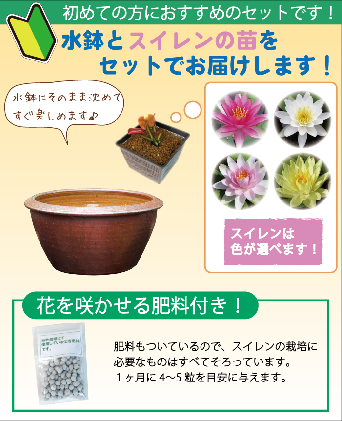 温帯睡蓮の育て方植え替えと植え方は？株分けでの増やし方は？🍀GreenSnap グリーンスナップ