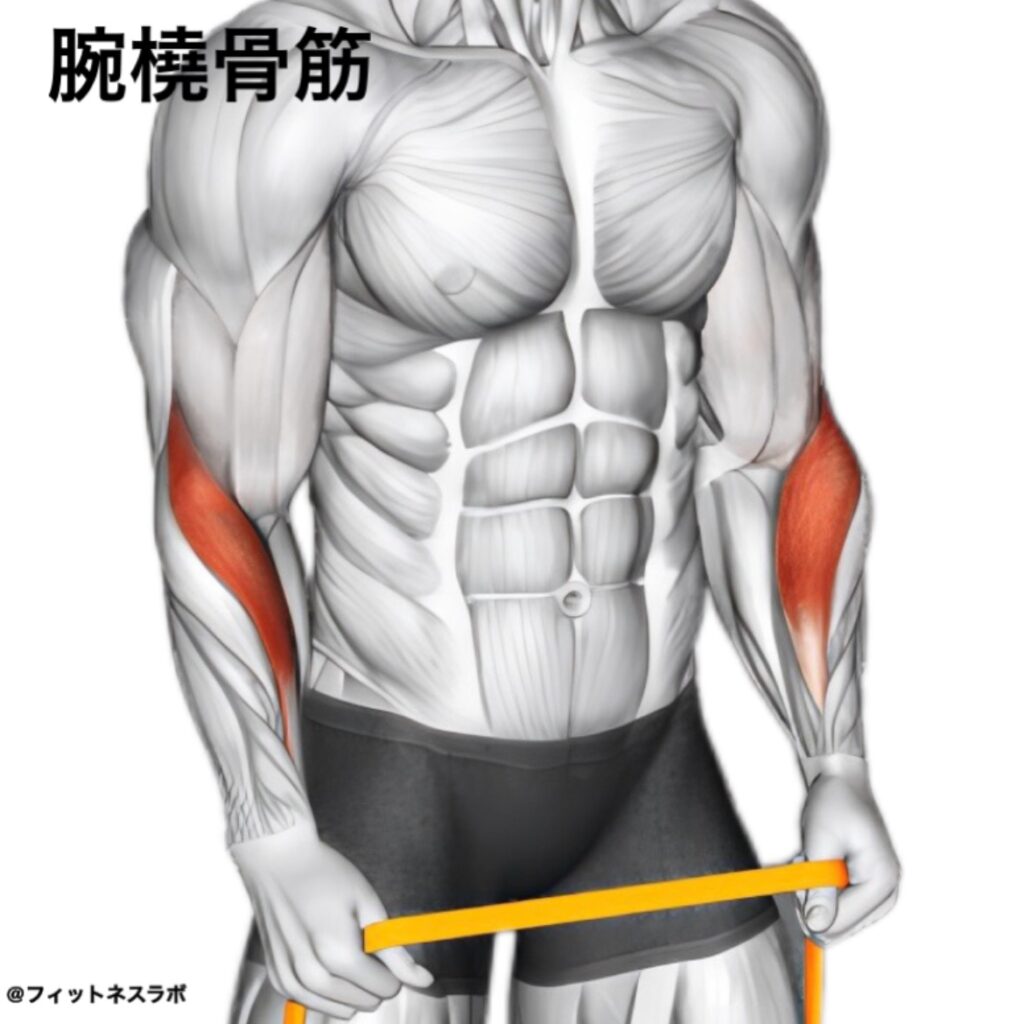 前腕」の筋トレで見た目が引き締まる！効率的に鍛えるベストな方法3選ライフハッカー・ジャパン