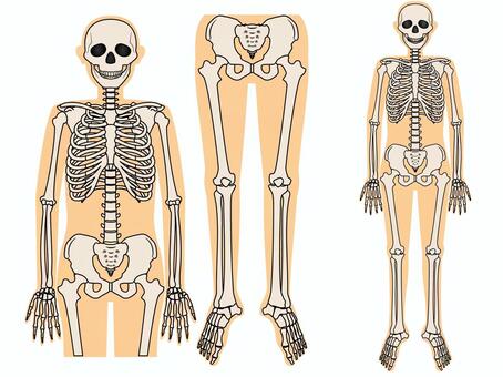 骨格について 骨格図 正面