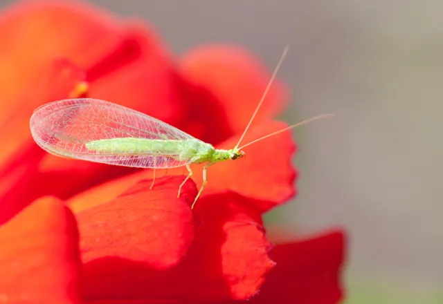 夢占い 虫の夢の意味とは？種類やシチュエーション別に解説TABI LABO