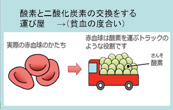 腎性貧血とは？知ろう。ふせごう。慢性腎臓病 CKD