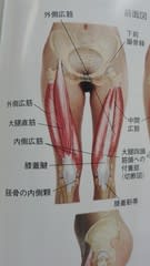 男性の下半身の筋肉の描き方講座 〜上半身に続いて下半身もマスター〜お絵かき講座パルミ