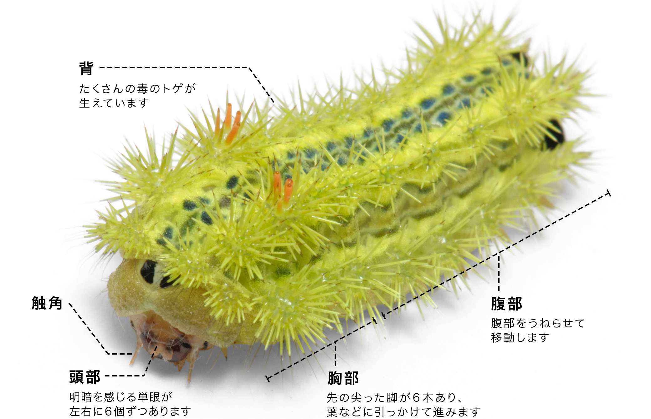 イラガ類の幼虫駆除：特徴を知れば一網打尽。せいぶつ農国