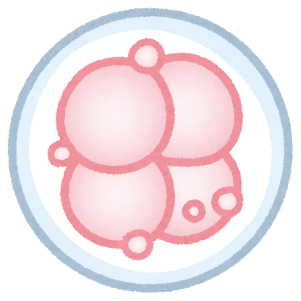 ヒトの受精から着床までの図解 日本語 イラスト素材7181874- フォトライブラリ