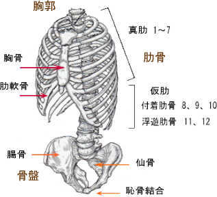 浮遊肋 - e-Anatomy - IMAIOS