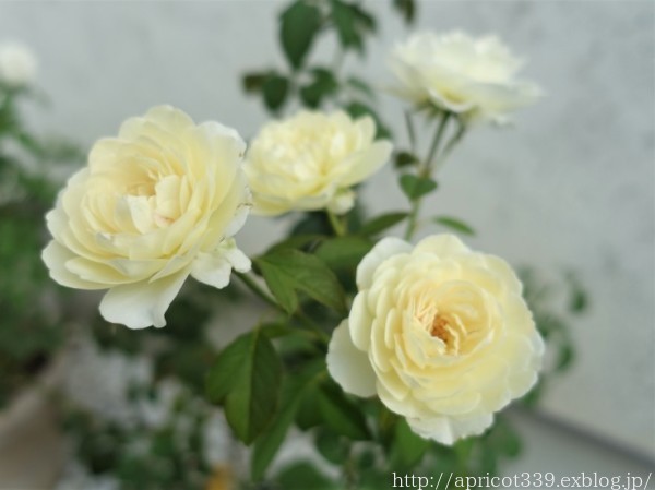 ガーデニング バラ 春の育て方