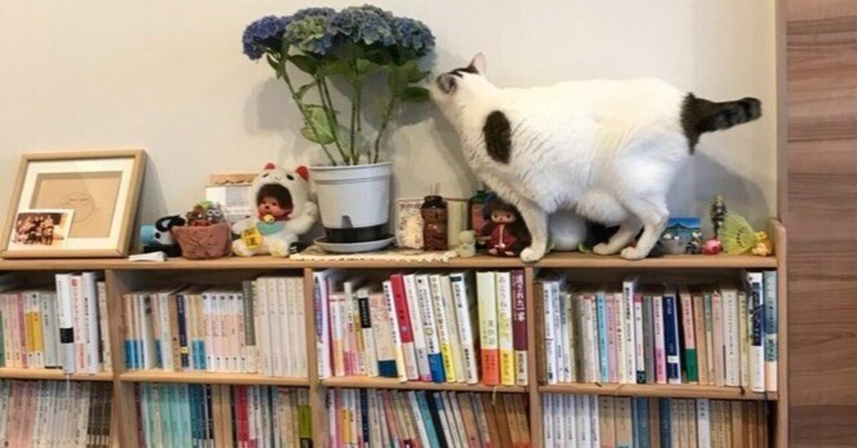 OBATEA占い編集部🔮💹🌕15 on X: 