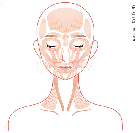 表情筋は白っぽい色をしている。 」伊豆の美術解剖学者の