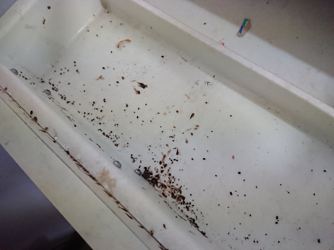 コウモリのフンの特徴は？自分でできる処理法も詳しくご紹介福岡 北九州 下関のシロアリ駆除・害獣駆除はあい営繕へ