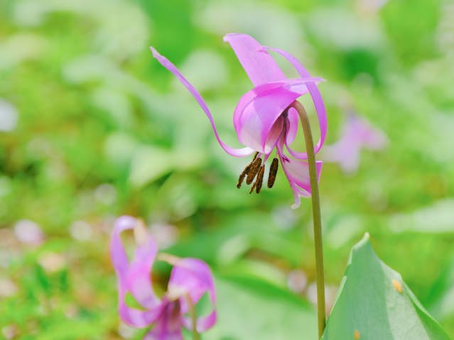 花言葉：恋する相手に贈りたい片思いを象徴する花言葉を持つ花々