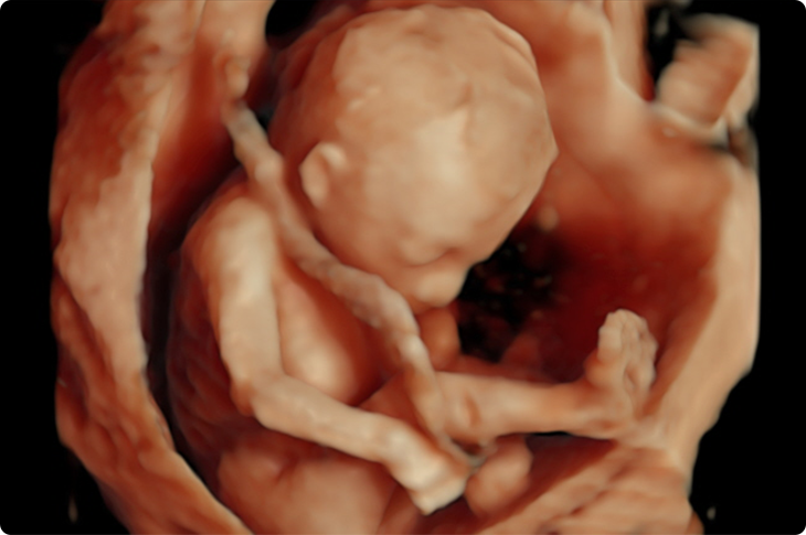 胎児の成長過程