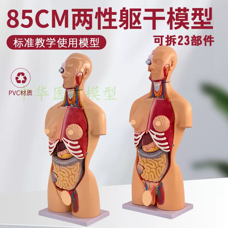 女性の循環系の解剖学 女性のリンパ系 ベクター, 解剖学, 女性, リンパ系イラスト画像、PNGフリー 素材の、ロイヤリティフリ