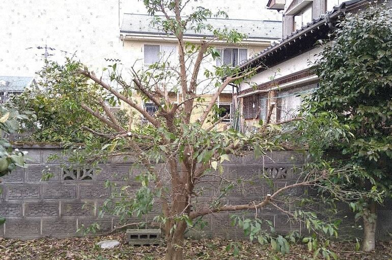 ゆずの剪定は実や木を育てるために欠かせない！剪定方法と栽培のコツ剪定110番